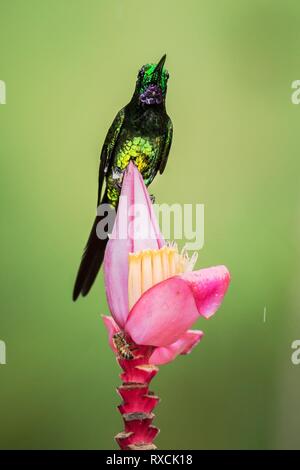 Kaiserin brillante sitzen und trinken Nektar von bevorzugten rote Blume. Das Verhalten der Tiere. Ecuador, Kolibri von bergregenwald, schöner Vogel Stockfoto