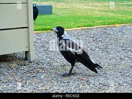 Magpie bittet um Essen in einem VorstadtHinterhof. Victoria, Australien Stockfoto