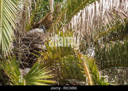 Eine australische White Ibis Vogel (Threskiornis moluccus) nisten in ein Kohl Palm (Livistona australis) außerhalb der Mitchell Library in Sydneys CBD Stockfoto