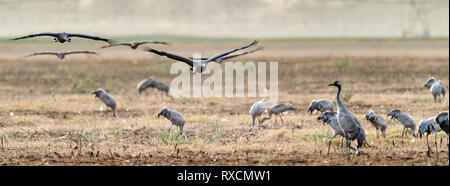 Herde von Kränen im Feld. Der Kranich (Grus Grus), auch als der Eurasischen Kran bekannt. Stockfoto