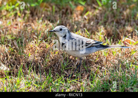 Nahaufnahme eines Bachstelze stehen auf kurzen Gras, auf der Suche nach Links. Stockfoto