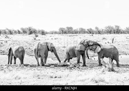 Die soziale Interaktion zwischen zwei afrikanischen Elefanten, Loxodonta africana, an einem Wasserloch im Norden Namibias. Schwarzweiß Stockfoto