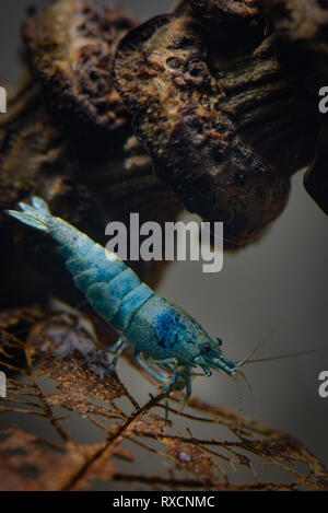 Caridina Garnele im Aquarium Stockfoto