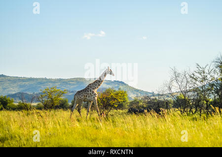 Authentische True South African Safari Erfahrung in buschfeld in einem Naturschutzgebiet Stockfoto