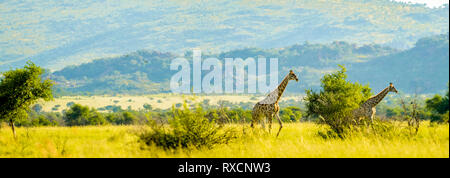 Authentische True South African Safari Erfahrung in buschfeld in einem Naturschutzgebiet Stockfoto