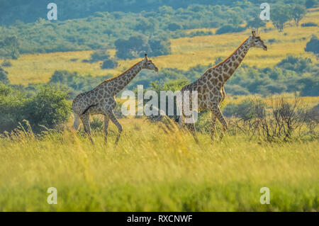 Authentische True South African Safari Erfahrung in buschfeld in einem Naturschutzgebiet Stockfoto