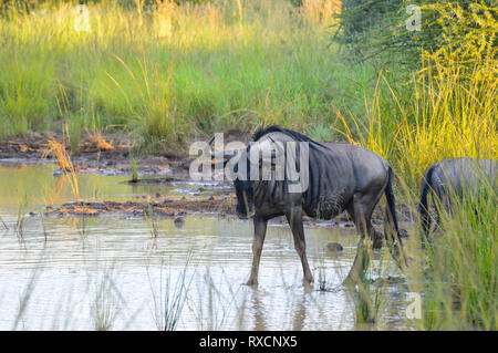 Authentische True South African Safari Erfahrung in buschfeld in einem Naturschutzgebiet Stockfoto
