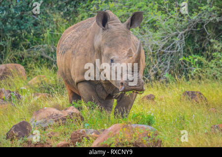 Authentische True South African Safari Erfahrung in buschfeld in einem Naturschutzgebiet Stockfoto