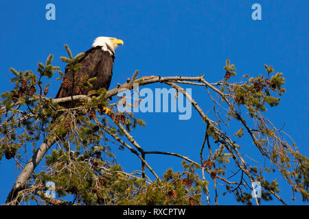 Der Weißkopfseeadler (Haliaeetus leucocephalus), George C Reifel wandernden Vogelschutzgebiet, British Columbia, Kanada Stockfoto