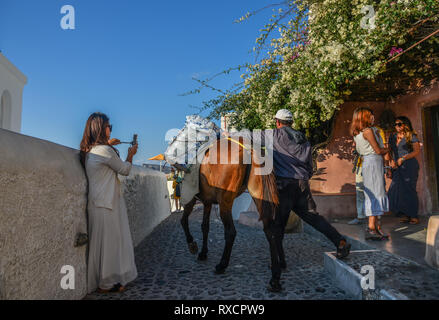 Santorini, Griechenland - Oct 4, 2018. Donkey Taxi auf Stein Straße mit Blumen in Santorin, Griechenland. Stockfoto