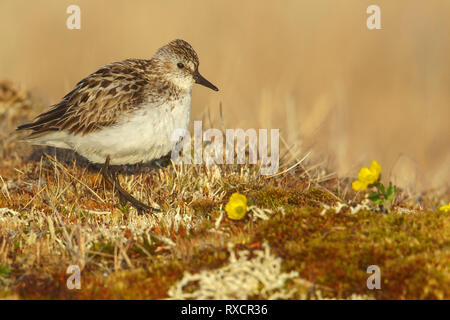 Semipalmated Sandpiper (Calidris pusilla) in der Tundra im Norden von Alaska. Stockfoto