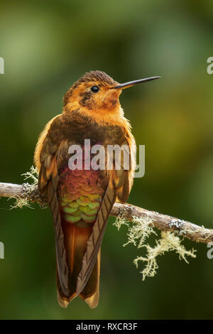 Shining Sunbeam (Aglaeactis cupripennis) auf einem Zweig in den Anden Kolumbiens thront. Stockfoto