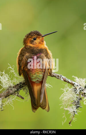 Shining Sunbeam (Aglaeactis cupripennis) auf einem Zweig in den Anden Kolumbiens thront. Stockfoto