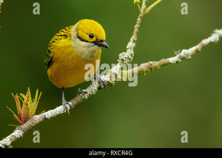 Silver-throated Tanager (Tangara icterocephala) auf eine Niederlassung in Costa Rica thront. Stockfoto