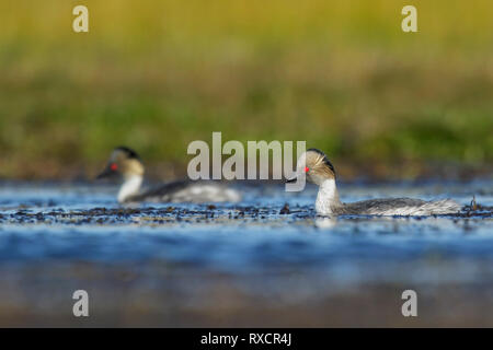 Silbrig Haubentaucher (Podiceps occipitalis) Schwimmen in einem kleinen See in Chile. Stockfoto