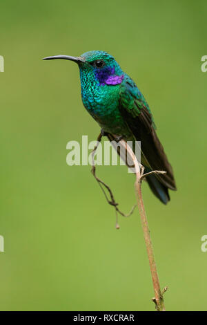 Sekt coruscans Violetear (Colibri) auf einem Zweig in den Anden Kolumbiens thront. Stockfoto