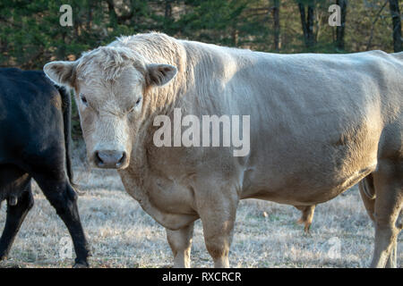 Ein großes, weißes Charolais Bullen macht seine Herrschaft bekannt als er kühn auf der Weide steht. Bokeh Wirkung. Stockfoto