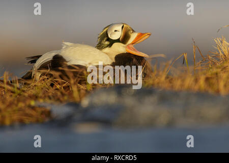 Spectacled Eiderente (Somateria Fischeri) auf einem kleinen Teich in der Tundra im Norden von Alaska. Stockfoto