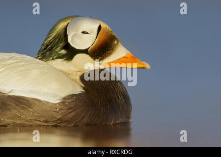 Spectacled Eiderente (Somateria Fischeri) auf einem kleinen Teich in der Tundra im Norden von Alaska. Stockfoto