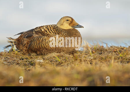 Spectacled Eiderente (Somateria Fischeri) auf einem kleinen Teich in der Tundra im Norden von Alaska. Stockfoto