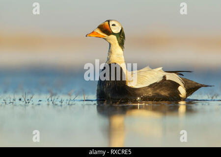 Spectacled Eiderente (Somateria Fischeri) auf einem kleinen Teich in der Tundra im Norden von Alaska. Stockfoto