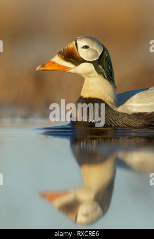 Spectacled Eiderente (Somateria Fischeri) auf einem kleinen Teich in der Tundra im Norden von Alaska. Stockfoto