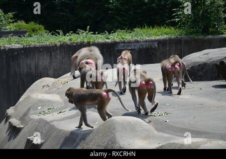 Wild Hamadryas Pavian, Zoo von Frankfurt (Deutschland) Stockfoto