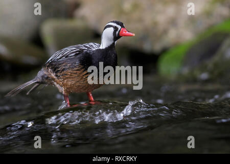 Torrent Duck (Merganetta armata) Ernährung entlang einem rauschenden Gebirgsbach in Chile. Stockfoto