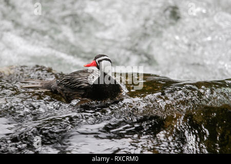 Torrent Duck (Merganetta armata) Ernährung entlang einem rauschenden Gebirgsbach in Chile. Stockfoto