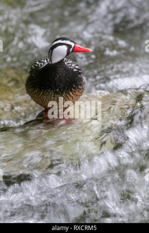 Torrent Duck (Merganetta armata) Ernährung entlang einem rauschenden Gebirgsbach in Chile. Stockfoto