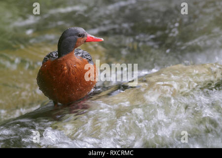 Torrent Duck (Merganetta armata) Ernährung entlang einem rauschenden Gebirgsbach in Chile. Stockfoto