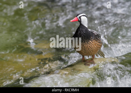 Torrent Duck (Merganetta armata) Ernährung entlang einem rauschenden Gebirgsbach in Chile. Stockfoto