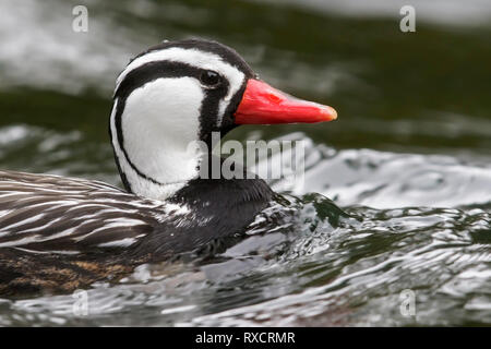 Torrent Duck (Merganetta armata) Ernährung entlang einem rauschenden Gebirgsbach in Chile. Stockfoto