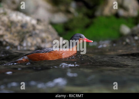 Torrent Duck (Merganetta armata) Ernährung entlang einem rauschenden Gebirgsbach in Chile. Stockfoto