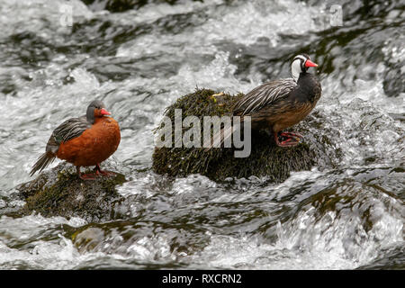 Torrent Duck (Merganetta armata) Ernährung entlang einem rauschenden Gebirgsbach in Chile. Stockfoto