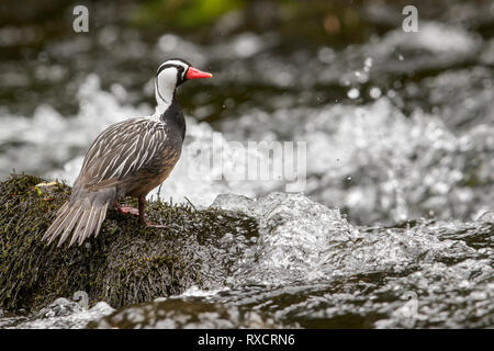 Torrent Duck (Merganetta armata) Ernährung entlang einem rauschenden Gebirgsbach in Chile. Stockfoto