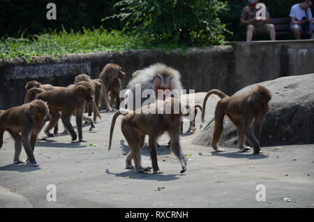 Wild Hamadryas Pavian, Zoo von Frankfurt (Deutschland) Stockfoto