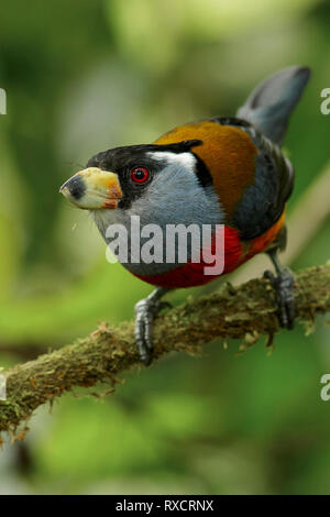 Toucan Barbet (Semnornis ramphastinus) auf einem Zweig in den Anden Kolumbiens thront. Stockfoto