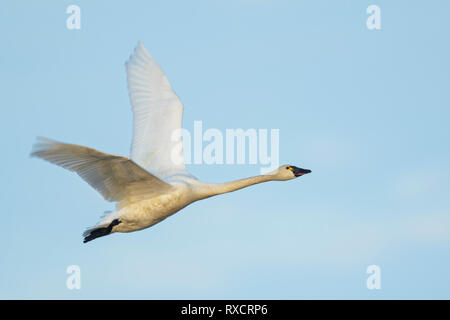 Tundra Schwan (Cygnus columbianus) über einen kleinen Teich in der Tundra im Norden von Alaska fliegen. Stockfoto