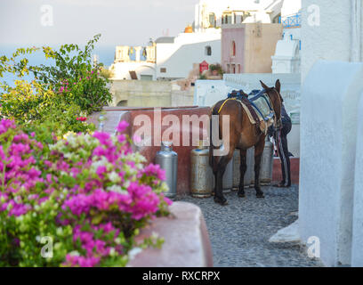 Donkey Taxi auf Stein Straße mit Blumen in Santorin, Griechenland. Stockfoto