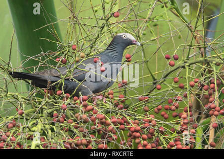 Weiß - gekrönte Taube (Patagioenas leucocephala) thront auf einem Zweig in Jamaika in der Karibik. Stockfoto