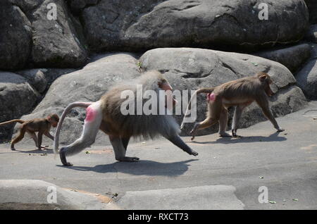 Wild Hamadryas Pavian, Zoo von Frankfurt (Deutschland) Stockfoto
