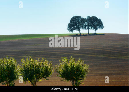 Drei Bäume stehen zusammen auf einem landwirtschaftlichen Hang und drei Sand an der Unterseite des Hügels unter bewölktem Himmel Stockfoto