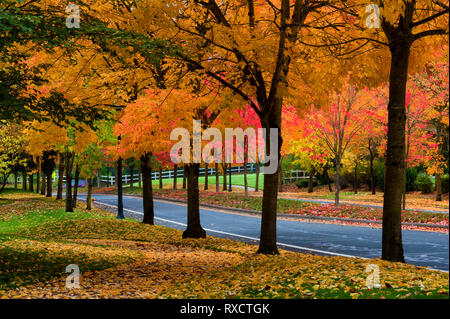 Schöne Herbstfarben Schmücken der Bäume, die Linie eine asphaltierte Straße. Stockfoto