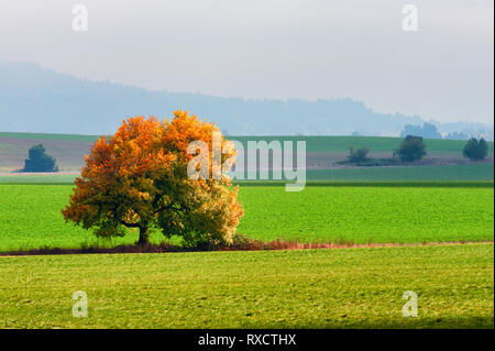 Ein einsamer Baum, in herbstlichen Farben geschmückt und leuchtet wie das Licht der Sonne bricht durch hohe Nebel Stockfoto