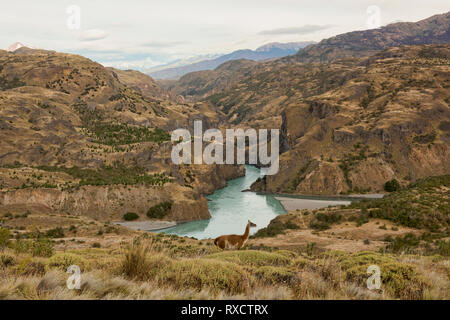 Wild Guanako über den Rio Baker und Rio Chacabuco Zusammenfluss, Patagonien Nationalpark, Aysen, Patagonien, Chile Stockfoto