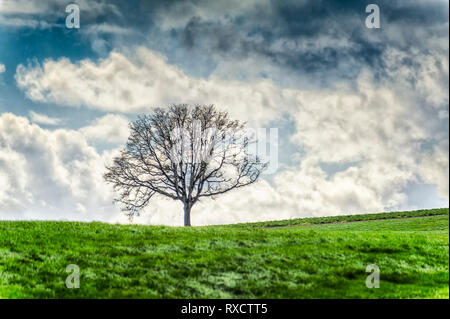 Ein einsamer Baum sitzt auf einem grasbewachsenen Hügel unter cloudty Himmel in Dundee Hügel, Yamhill County, Oregon Stockfoto