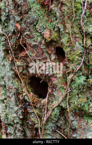 Die drei Löcher an der Seite des Waldes Baum von Vögel ähnelt ein erschrockenes Gesicht mit Reben wachsen um ihn herum. Stockfoto