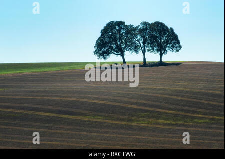 Drei Bäume stehen auf einem Hügel und landwirtschaftlichen Bereich unter blauem Himmel. Stockfoto