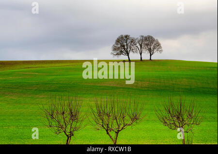 Drei Bäume stehen auf der Oberseite eines landwirtschaftlichen Hügel bei bewölktem Himmel während drei weitere stehen am unteren Ende des Hügels. Stockfoto